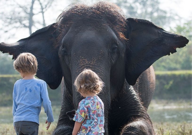 World Elephant Day: Ethical Elephant Sanctuaries In Asia