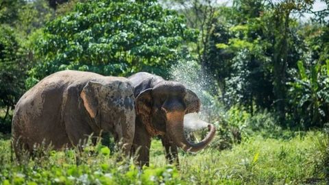 World Elephant Day: Ethical Elephant Sanctuaries That You Can Visit In Asia!