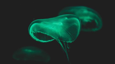 These Places Around The World Are Bioluminescent. How Many Have You Been To?