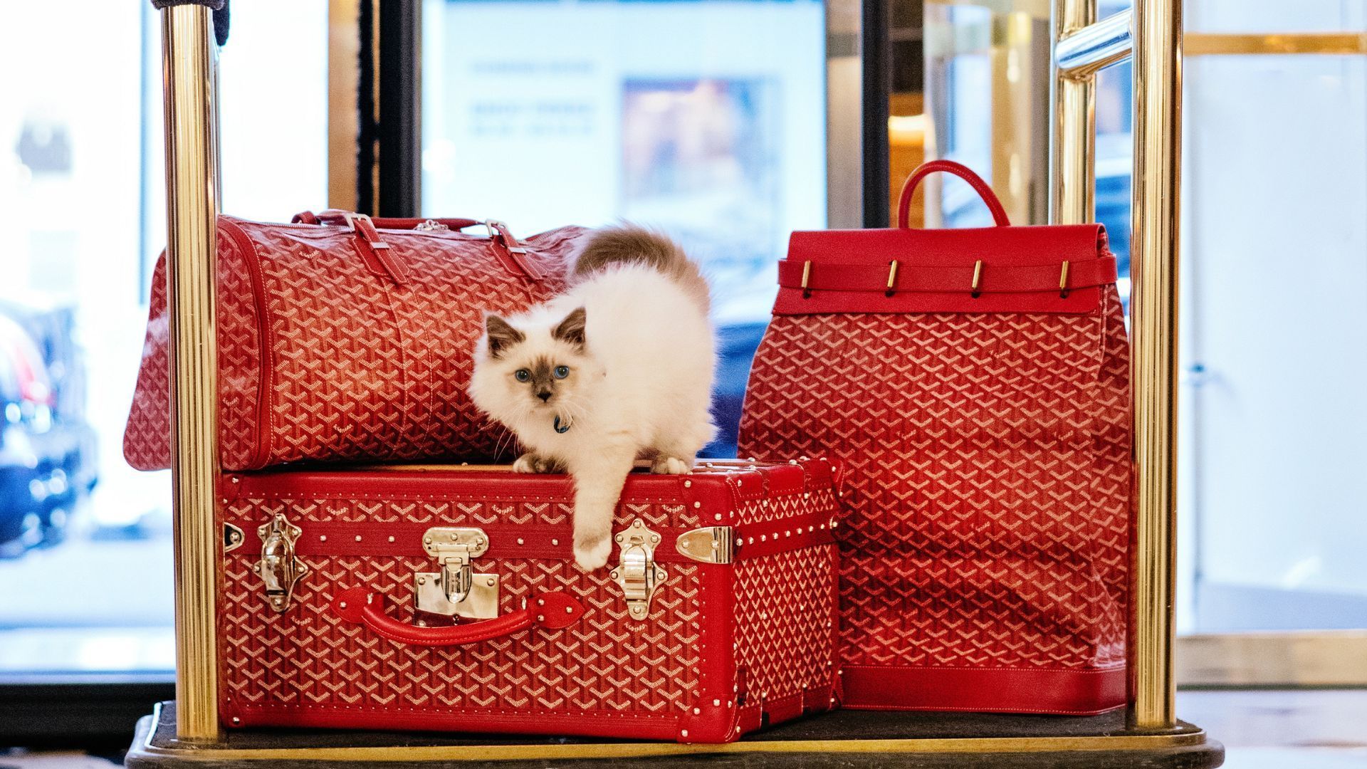 Louis Vuitton Just Introduced Their Most Adorable Ambassador Yet!