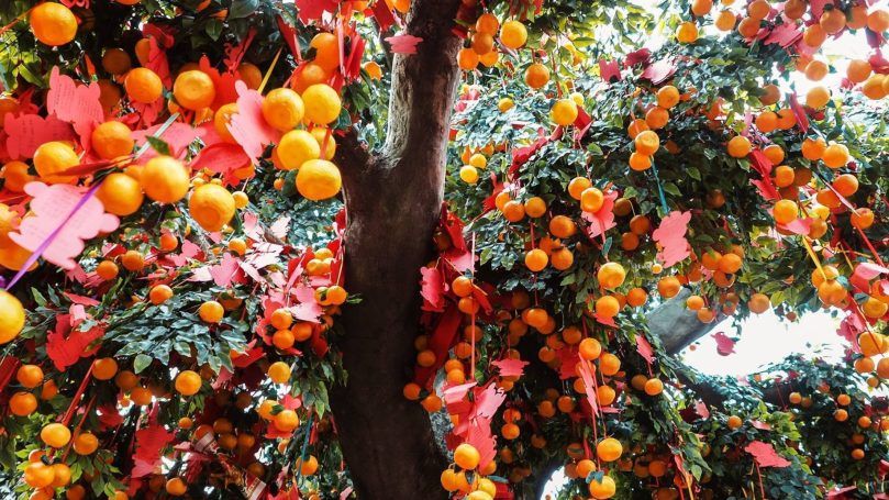 Visit the Wishing Trees in Lam Tsuen