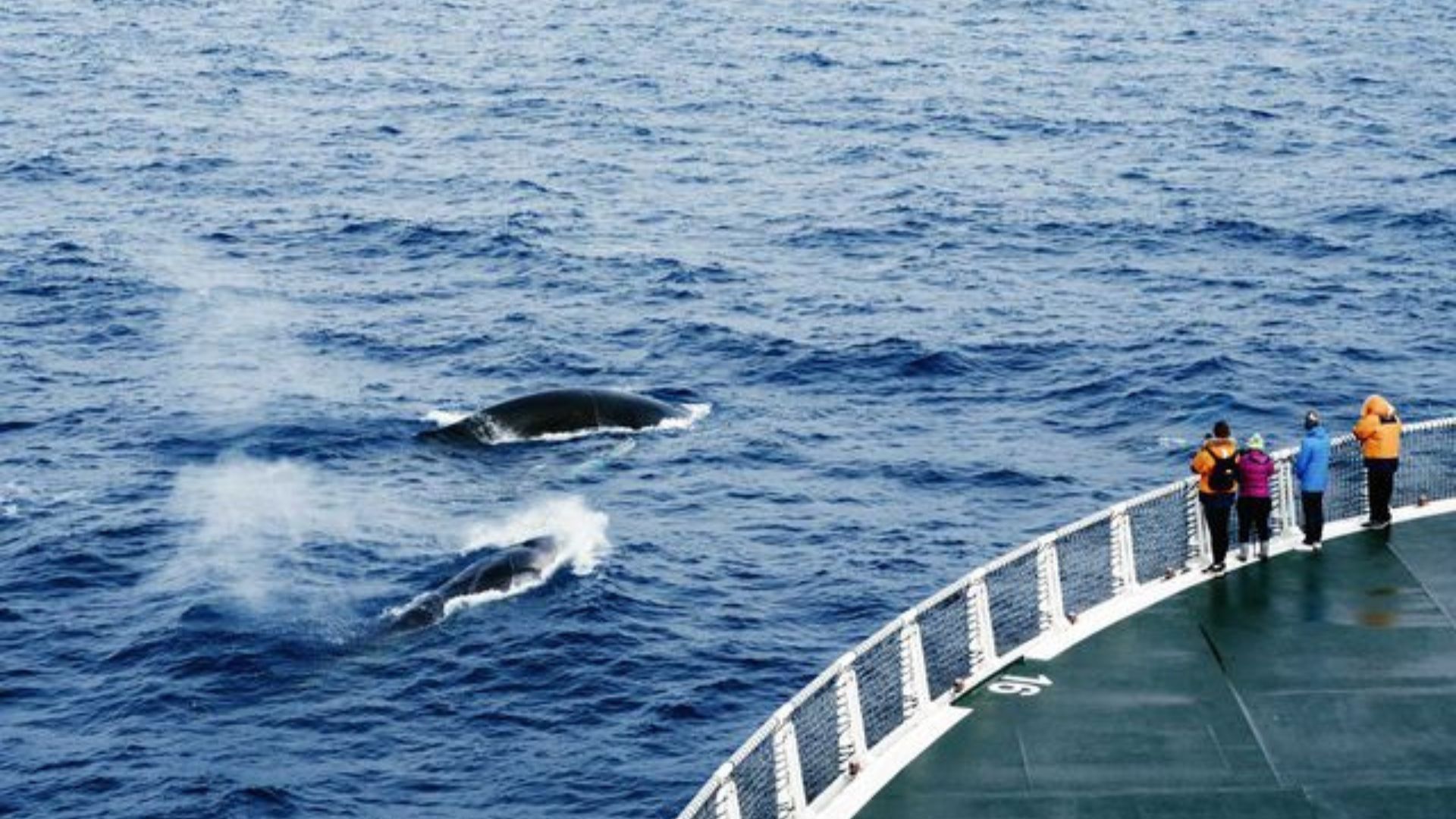 Whales