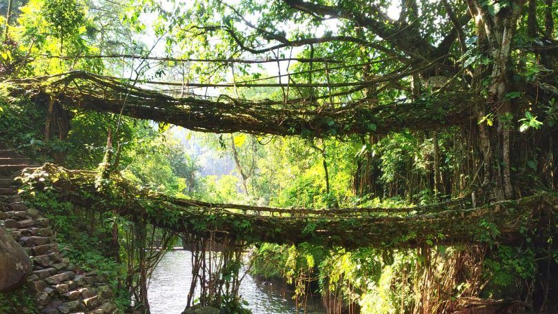 These Top 10 Natural Wonders Of India Will Leave You In Disbelief   Living Root Bridge 809x455 