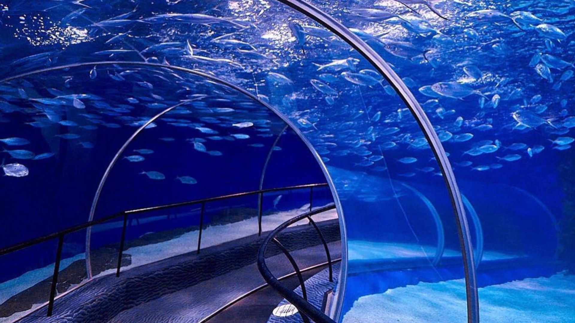 shanghai ocean aquarium