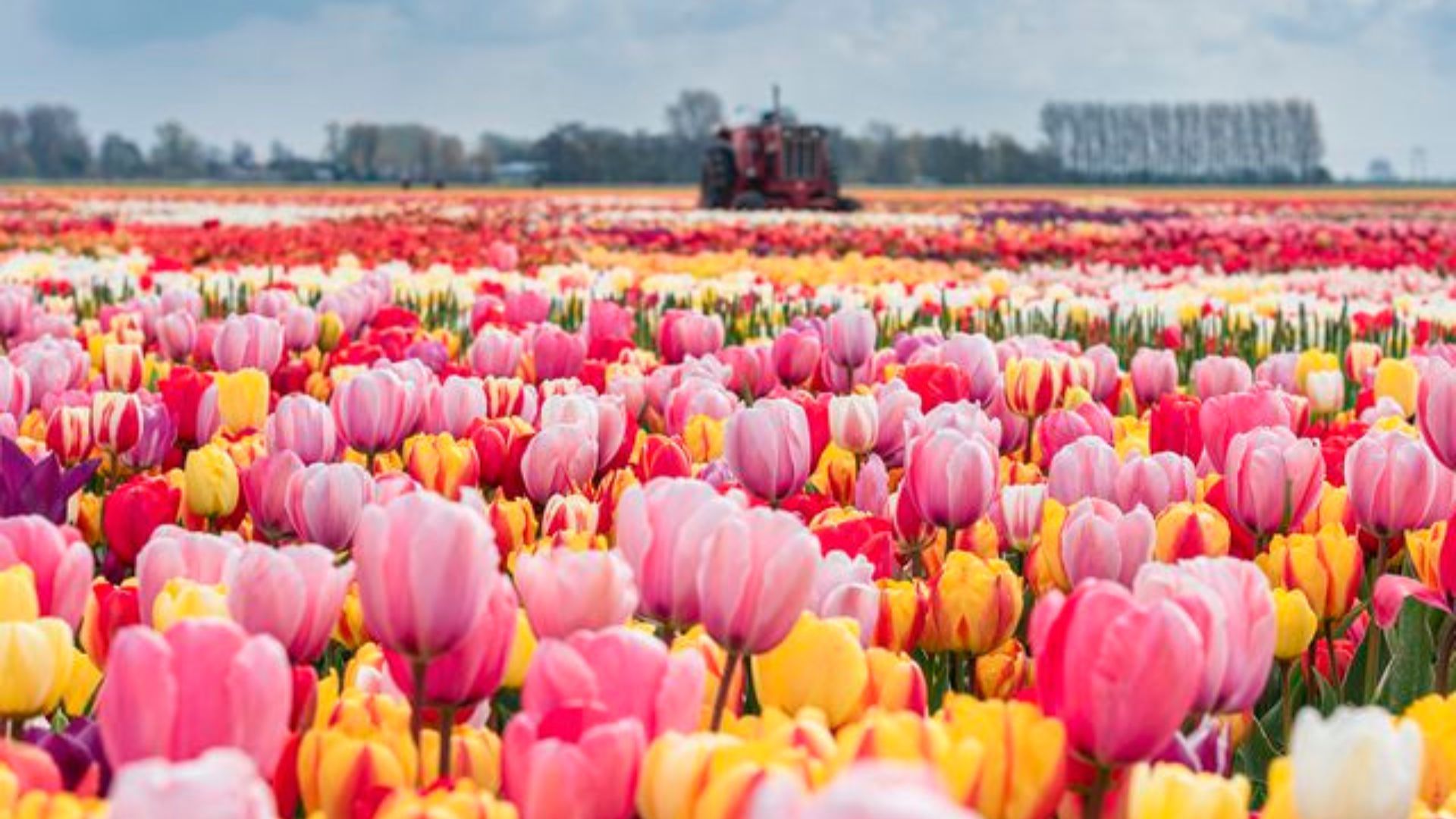 Tulip Gardens Across The Netherlands Have Opened For The Season