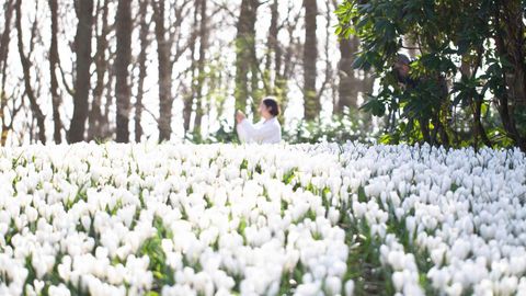 Tulip Gardens Across The Netherlands Have Opened For The Season — See The Blooms