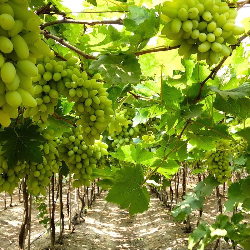 wine-archives-travel-and-leisure-asia-global