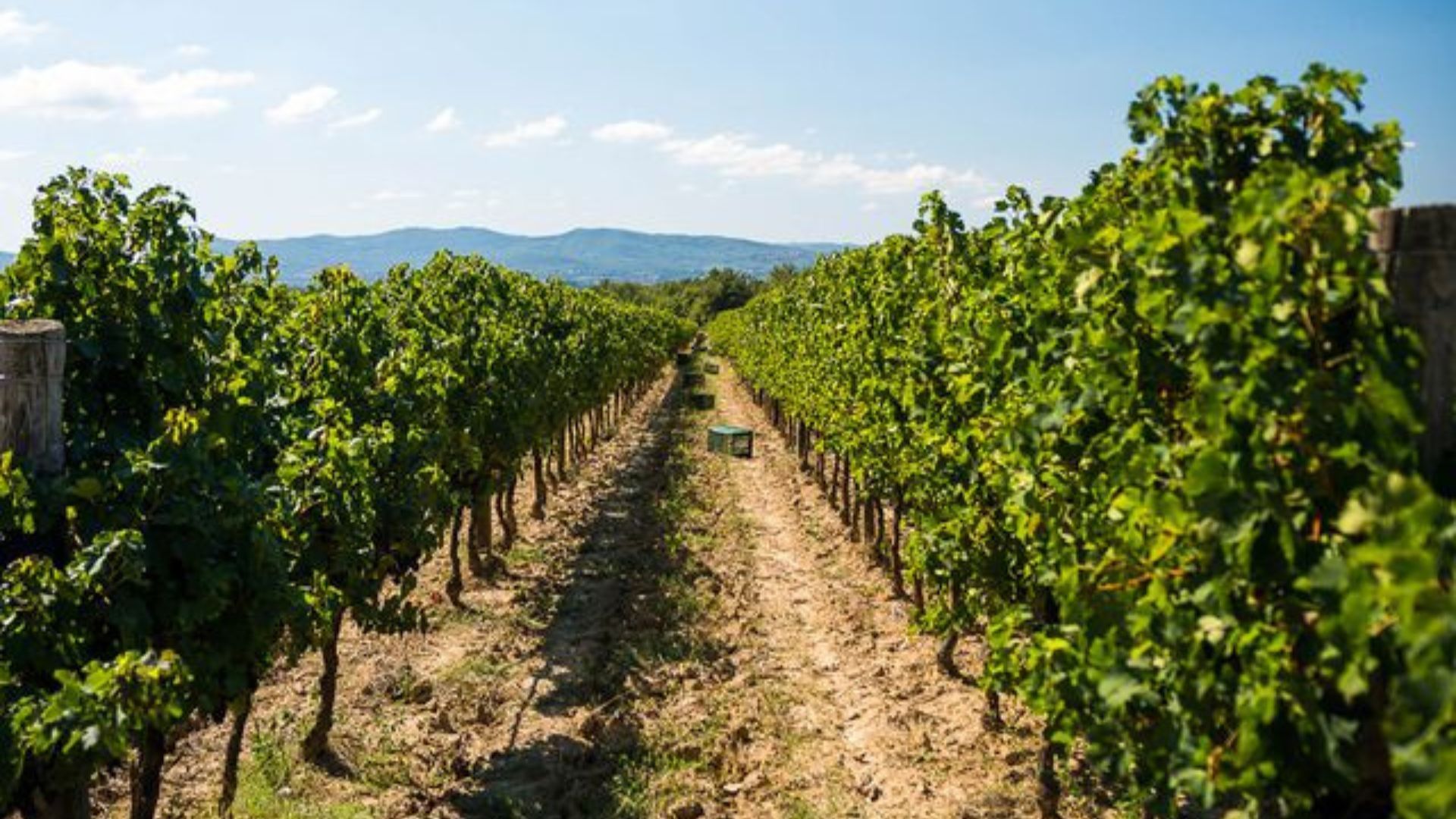 Vineyards