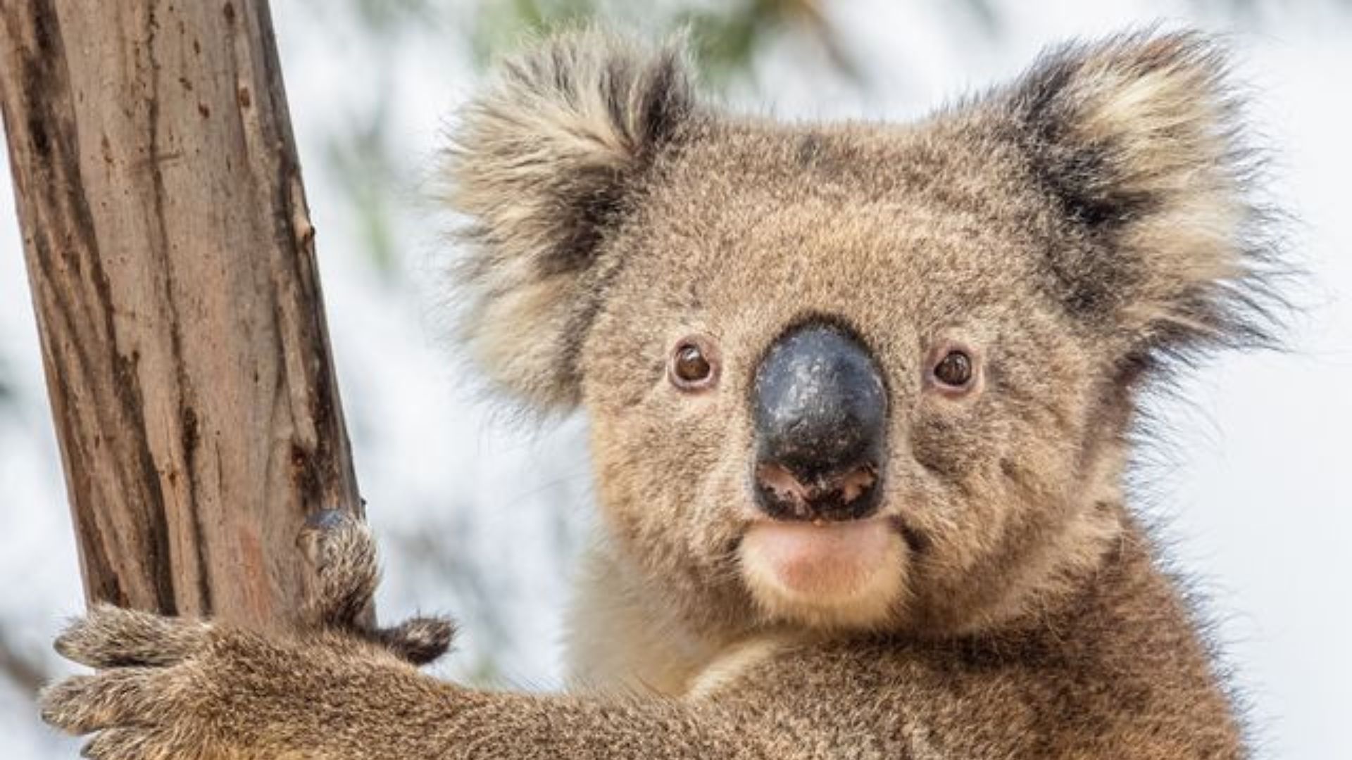 Wildlife safari in Australia