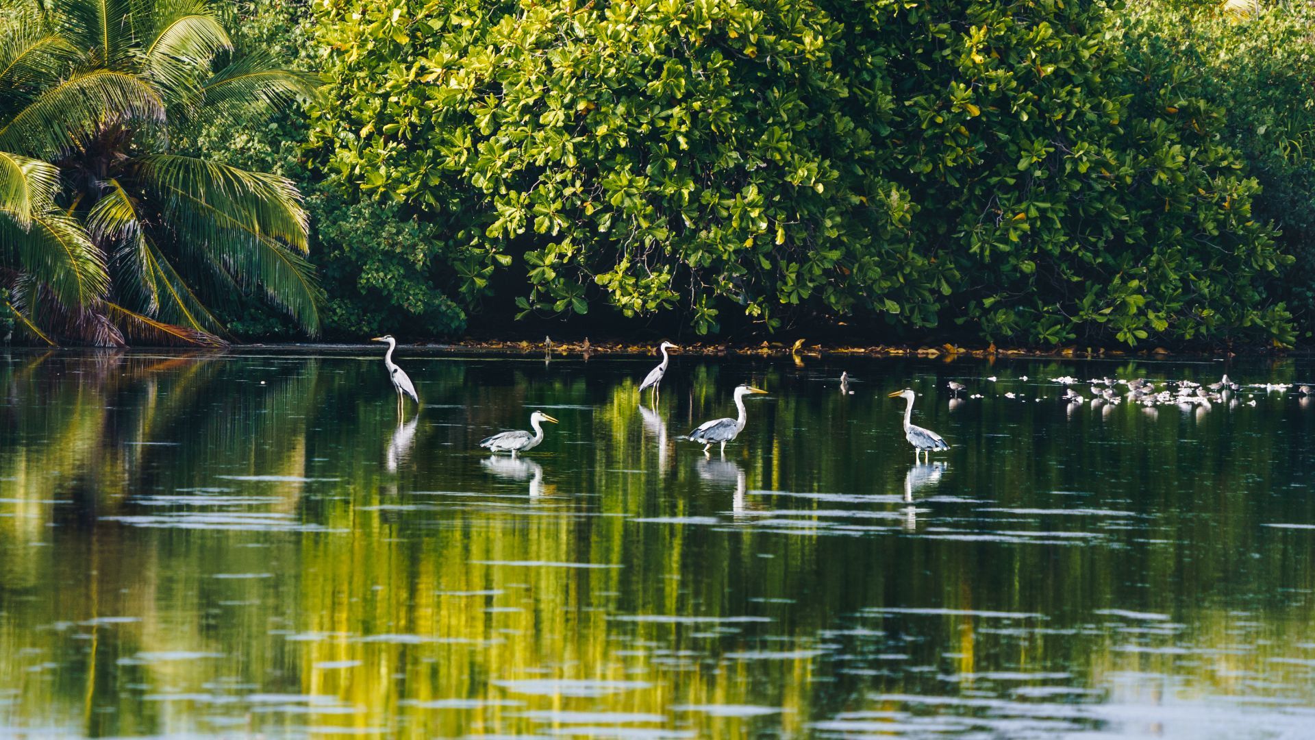 maldives sustainable tourism case study