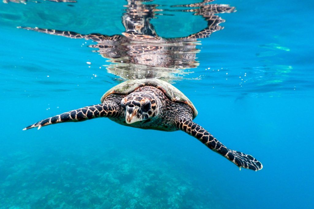 Maldives Sustainable