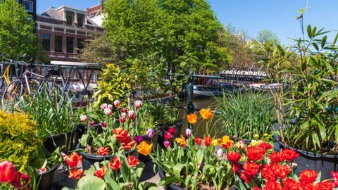 The Best Times To Visit Amsterdam For Great Weather, Smaller Crowds, And Tulips