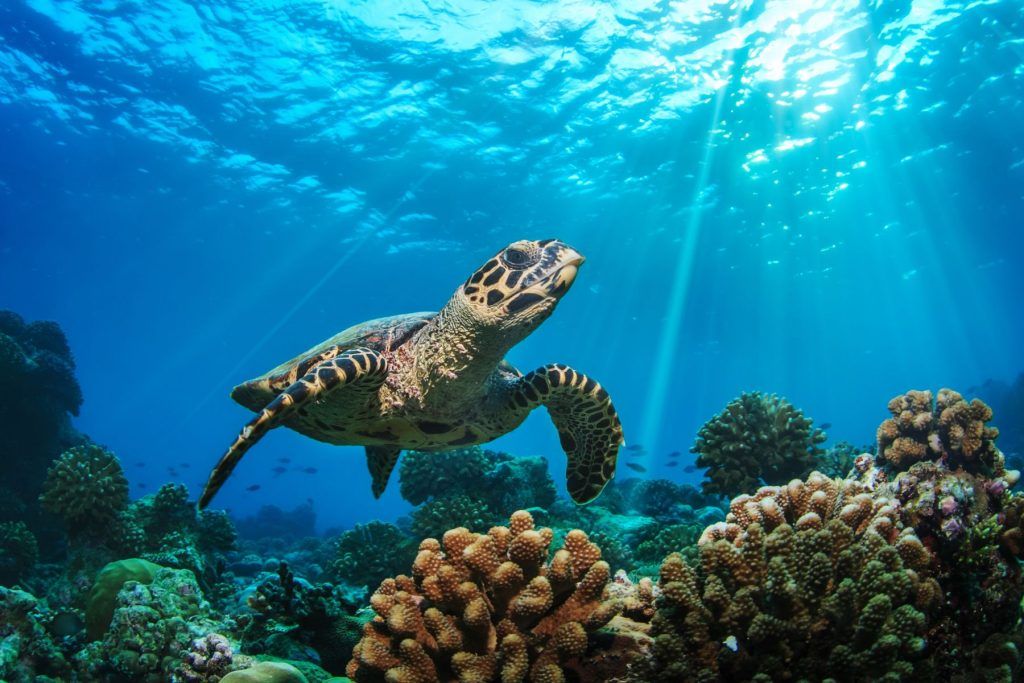 Swim alongside sea turtle