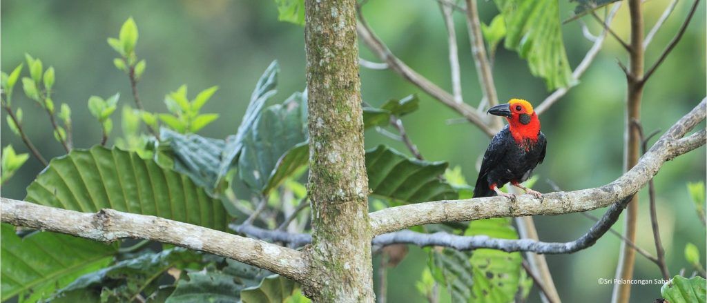 Bornean Bristlehead