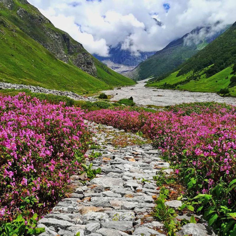 Valley Of Flowers: Your Trekking Guide To A Successful Himalayan Expedition