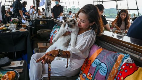 All Paws On Deck: Singapore Company Launches Luxury Cat Cruises
