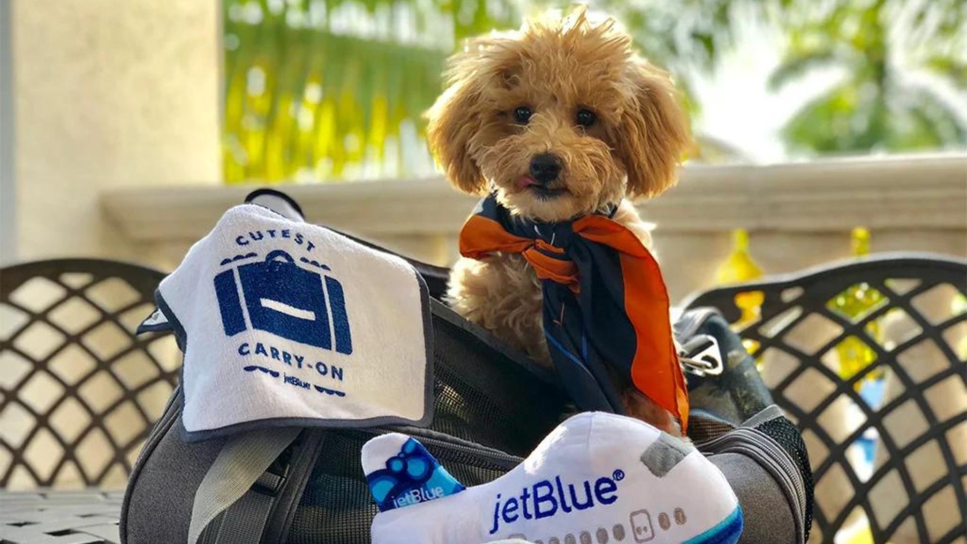 Jetblue dogs outlet