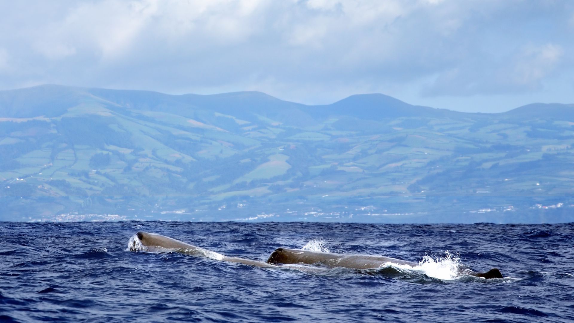 whale watching