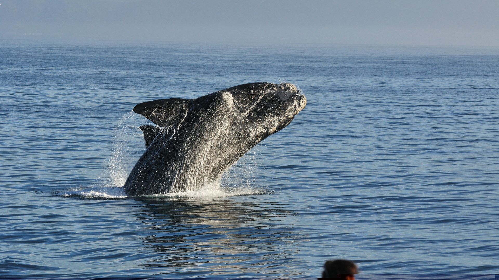 whale watching