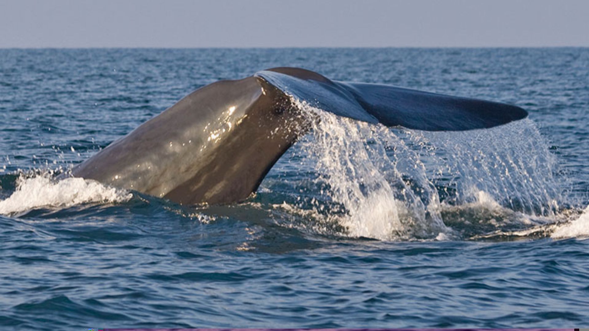 Whale watching