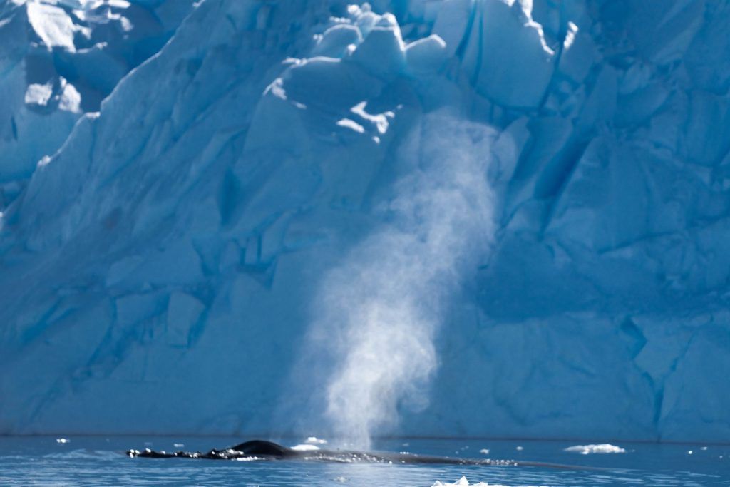 Humpback Whale, Antarctica