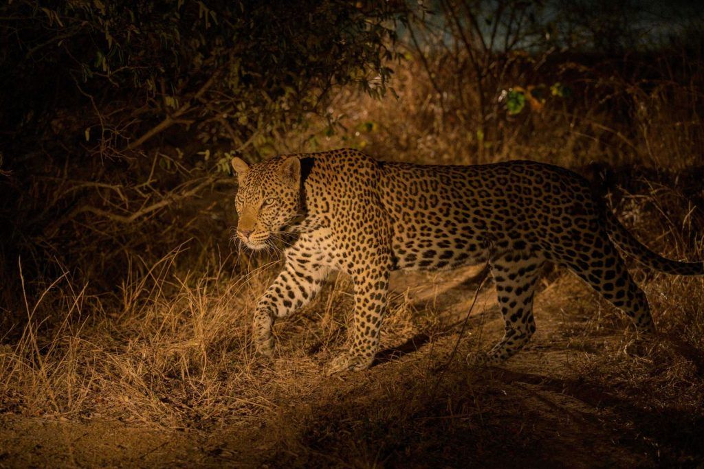 Spotting Leopard, Adventures By Disney