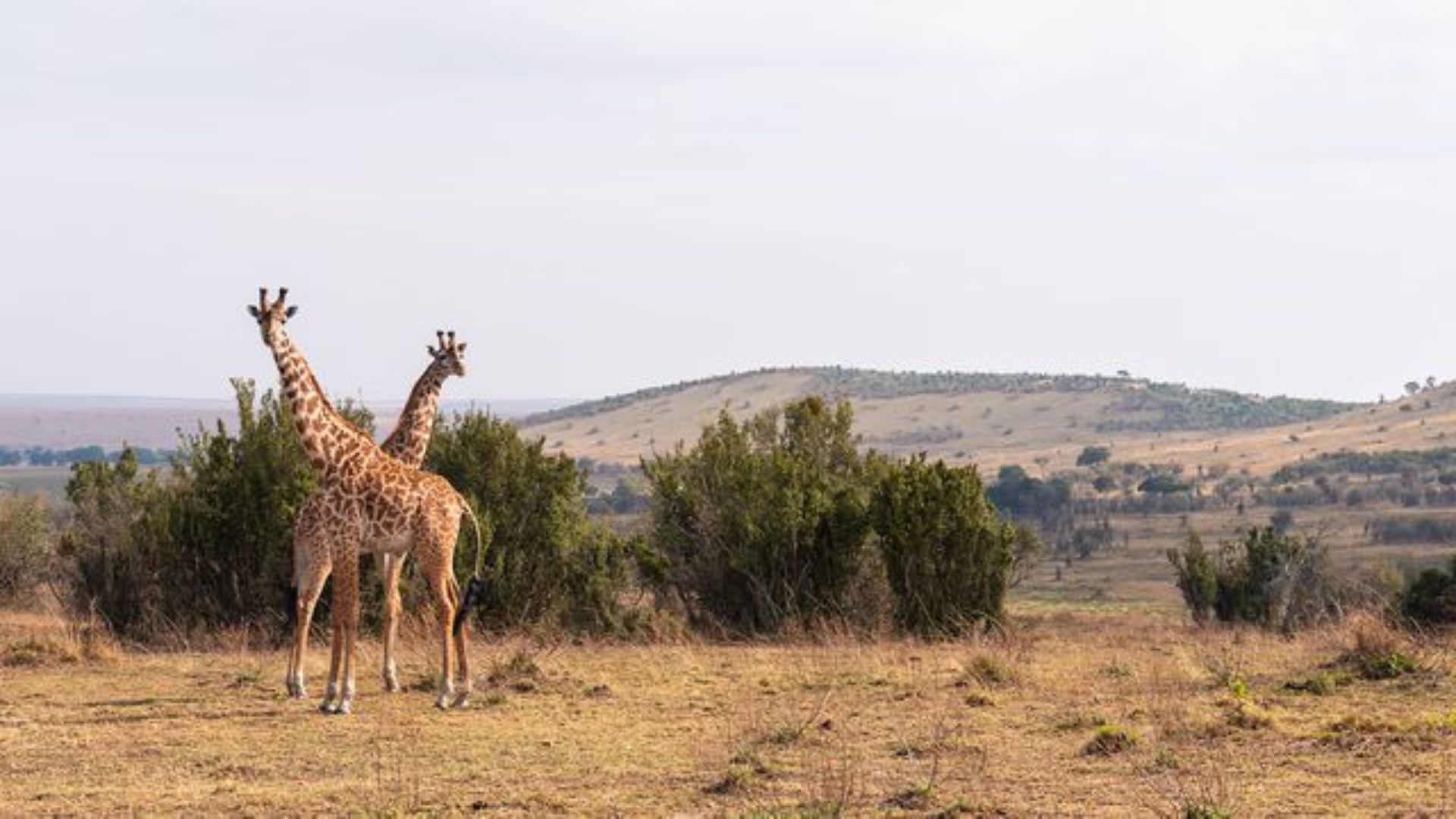luxury safari camp in Serengeti national park