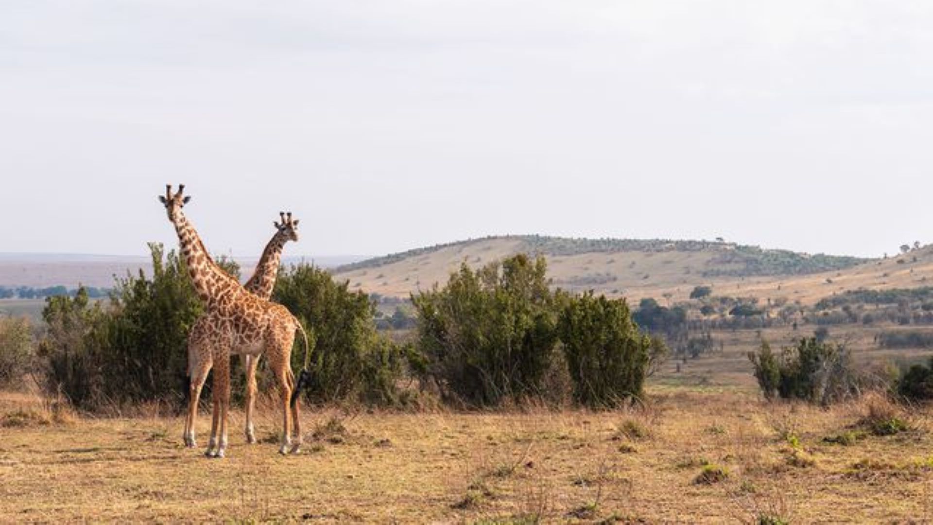 Serengeti Green Camps - Tanzania Mobile Safaris