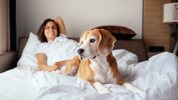 Book Pet-friendly Hotels