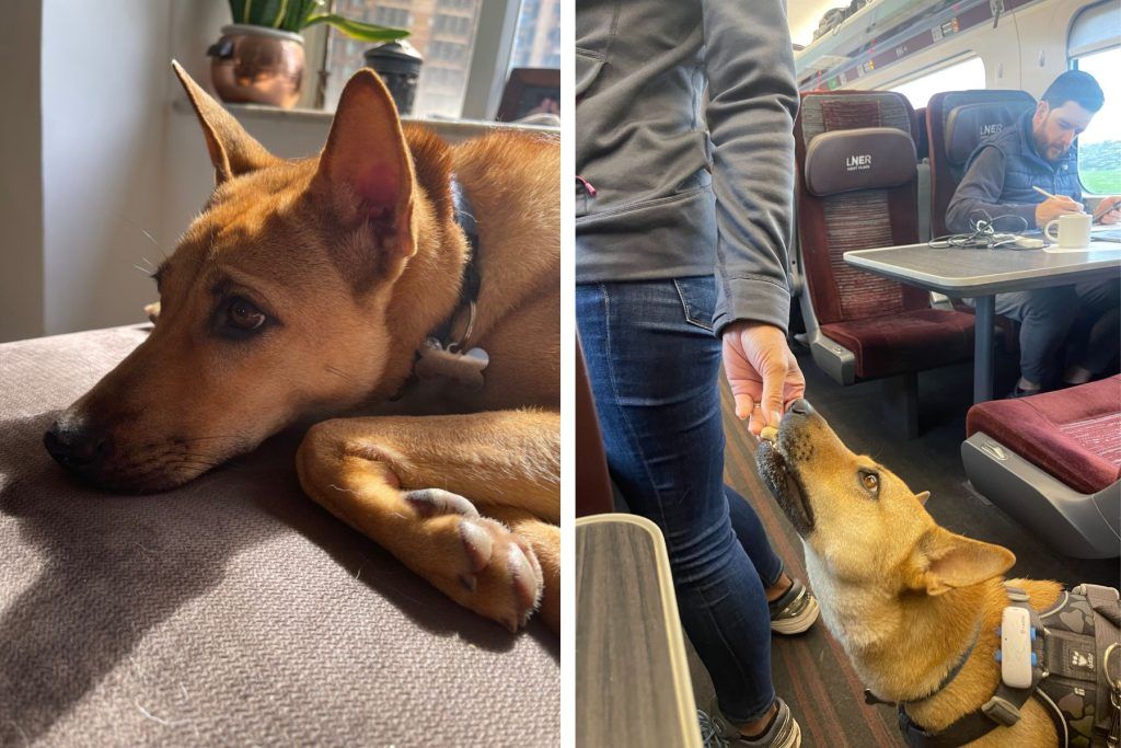 Is Scotland the DogFriendliest Luxury Vacation Destination?