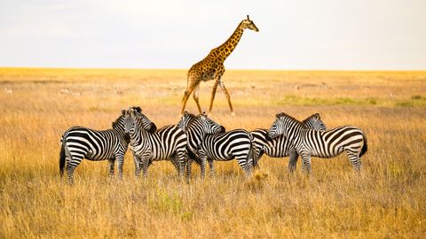 Into The Heart Of The Wild: Get Up Close With Wildlife At Africa's National Parks