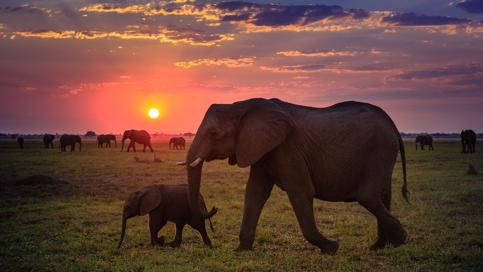 Wildlife Safari in Africa