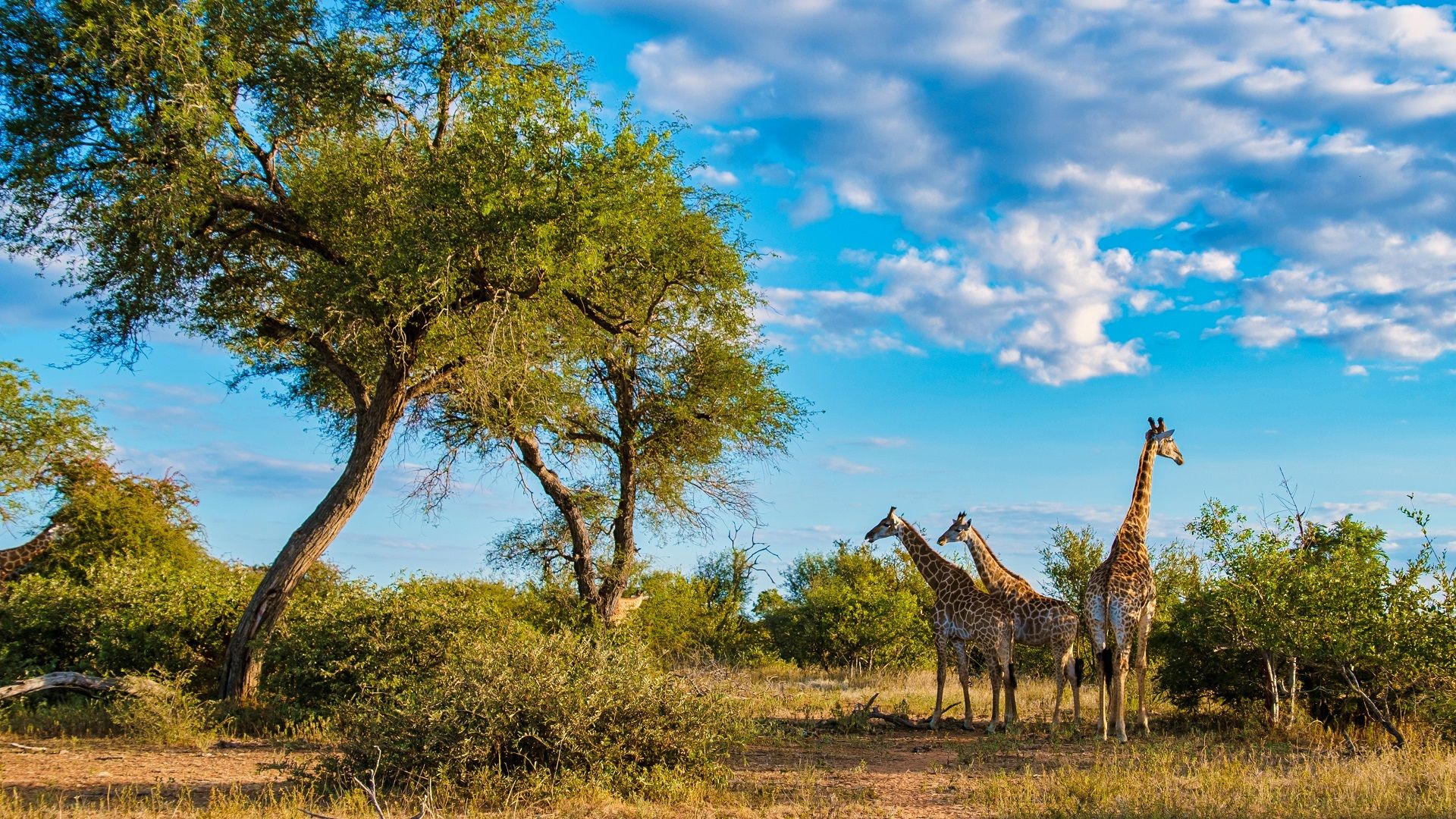 African safari: 8 best national parks to view wildlife