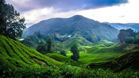 From Floral Delights To Fresh Brews: Explore The Best Of Cameron Highlands