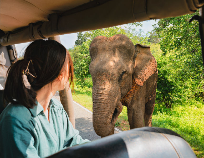 This New Jungle Hotel Puts Sri Lanka's Yala National Park (&amp; Its Wildlife) at Your Door