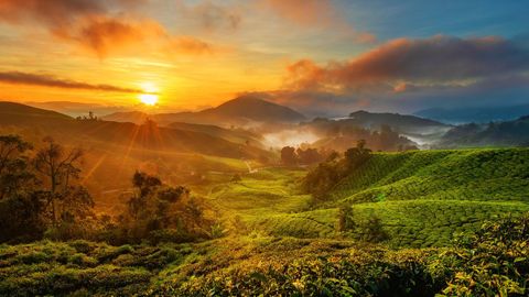 迷雾缭绕的山峰和生机勃勃的绿色植物：探索马来西亚的雄伟山站