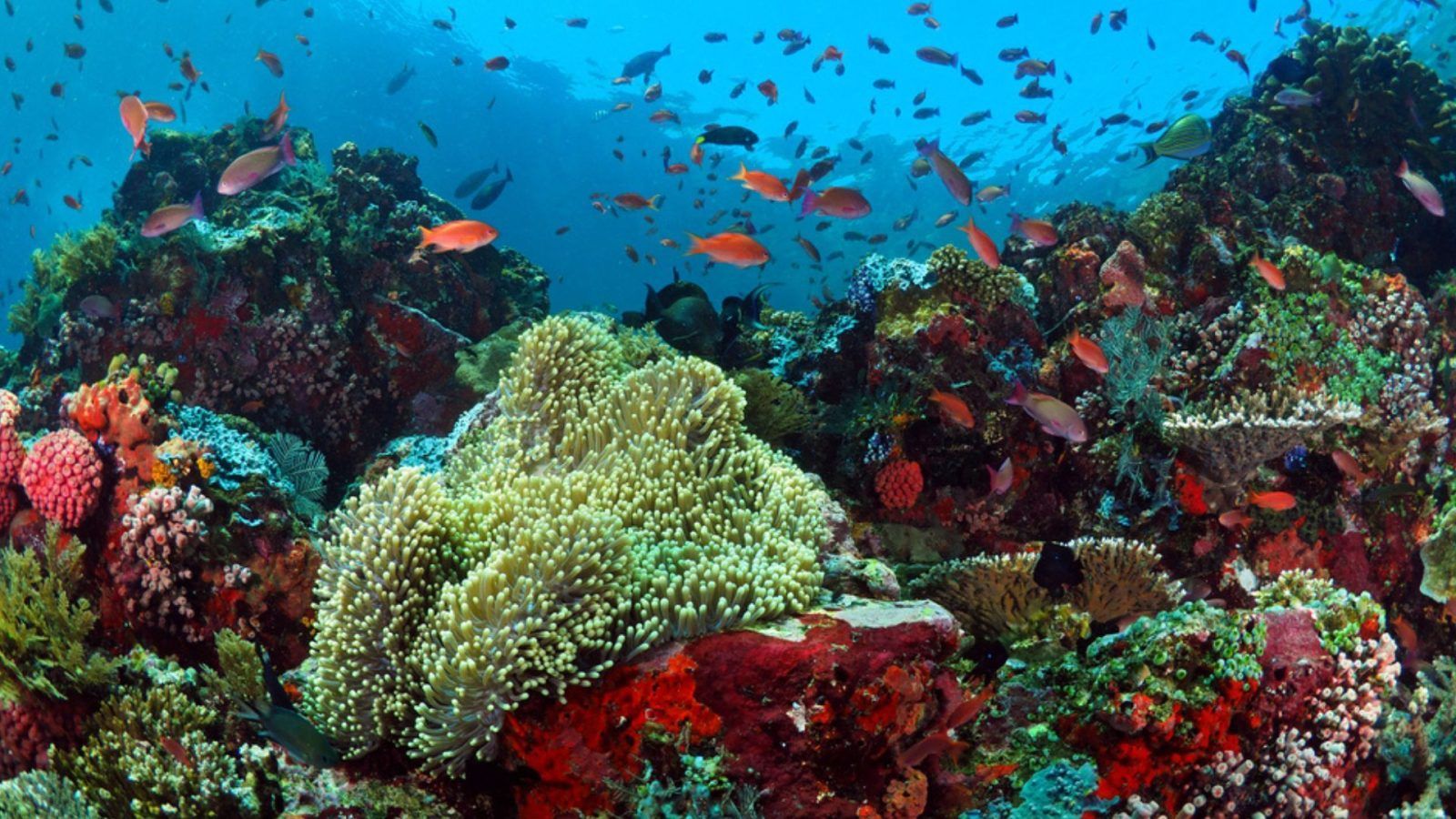 Coral Reef Beaches: Dive Into India’s Underwater Utopia