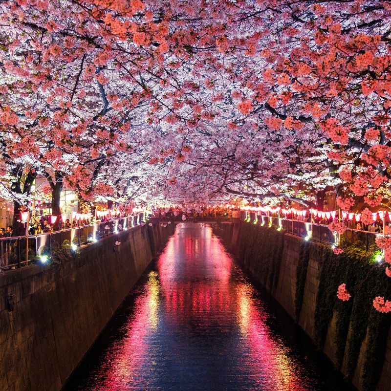 From Tokyo To Kyoto: Unforgettable Valentine's Day Experiences In Japan