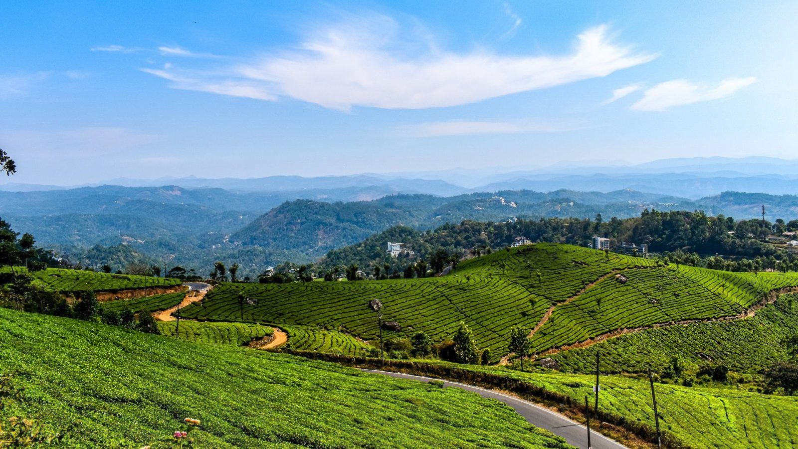 Digital Wallpaper of Tea Plantations near Munnar, Kerala, India