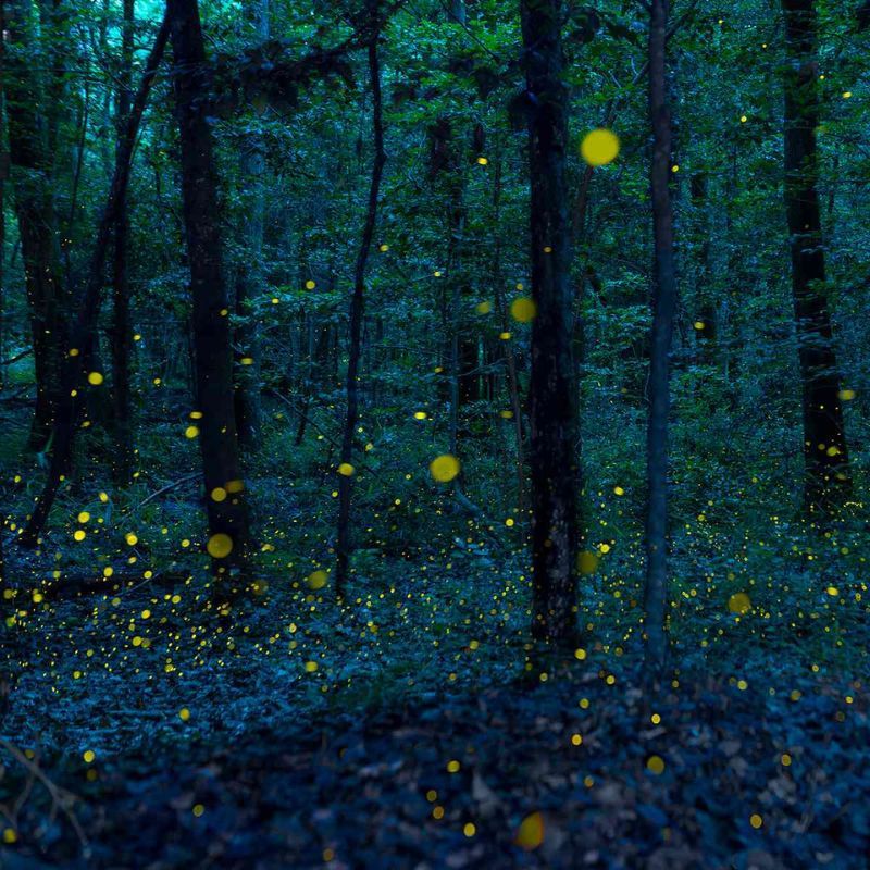 This US National Park Is One Of The Best Places To See The Annual Synchronous Fireflies