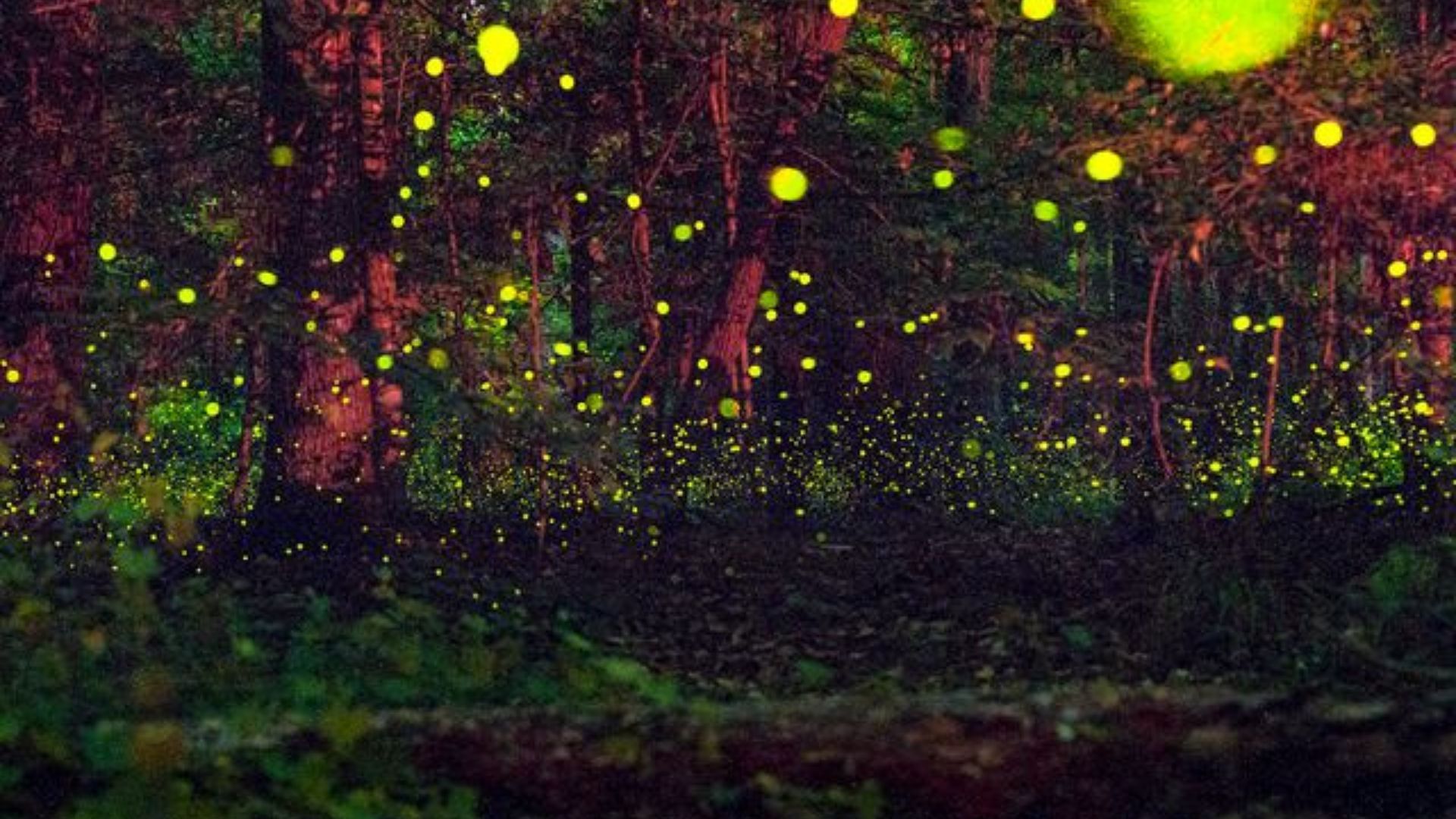 Visit Congaree National Park To See Synchronous Fireflies