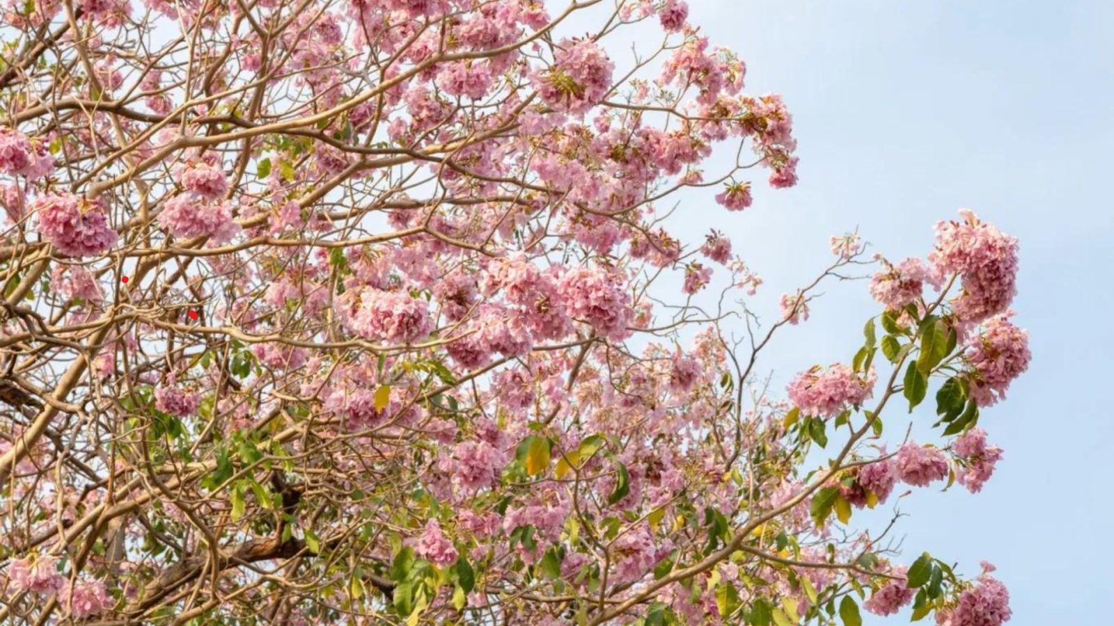 Trumpet Trees in Singapore Where To View The 'Sakura' Season