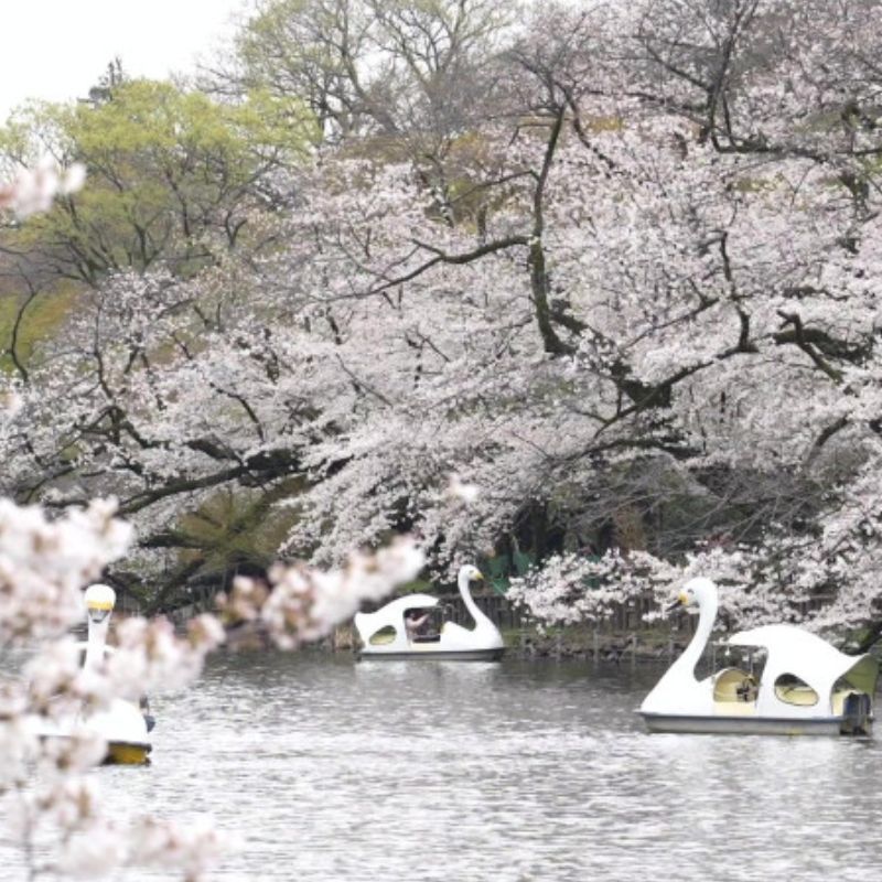 Tokyo Crowds Revel As Cherry Blossoms Reach Their Peak