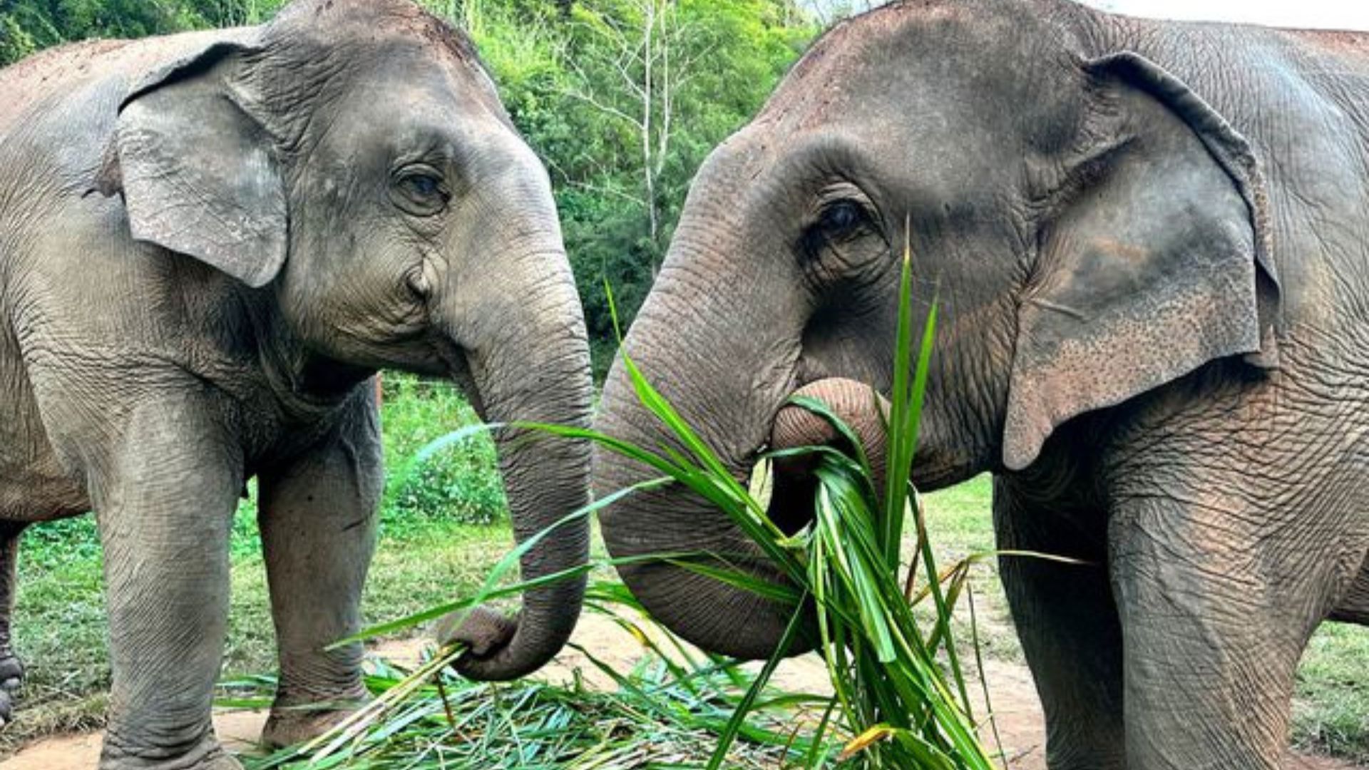 You Can Sleep With Elephants At Anantara Golden Triangle