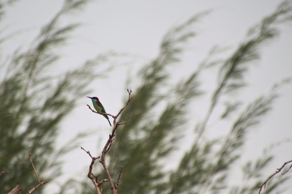 Kingfisher in the canopy