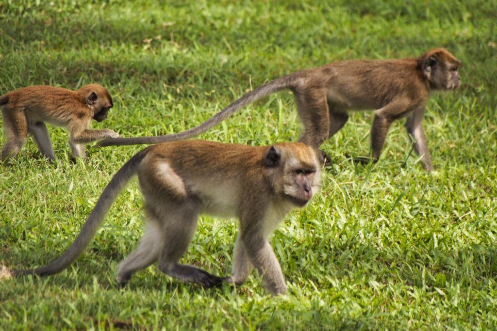 A family of long-tailed macaques 