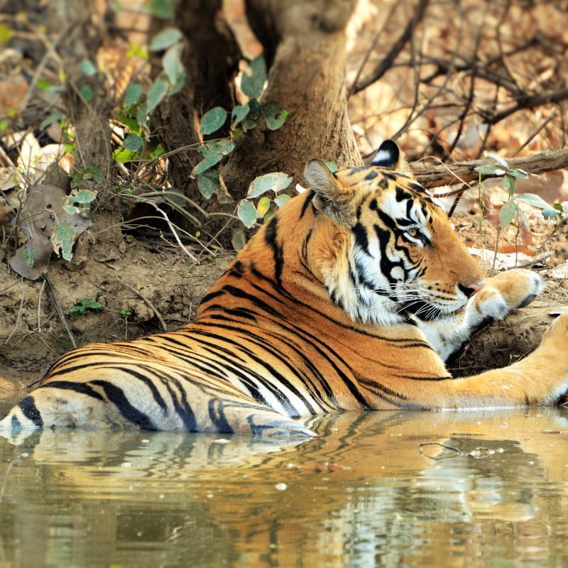 Of Tigers, Tribes And Terrains – Visiting Panna National Park In Madhya Pradesh, India