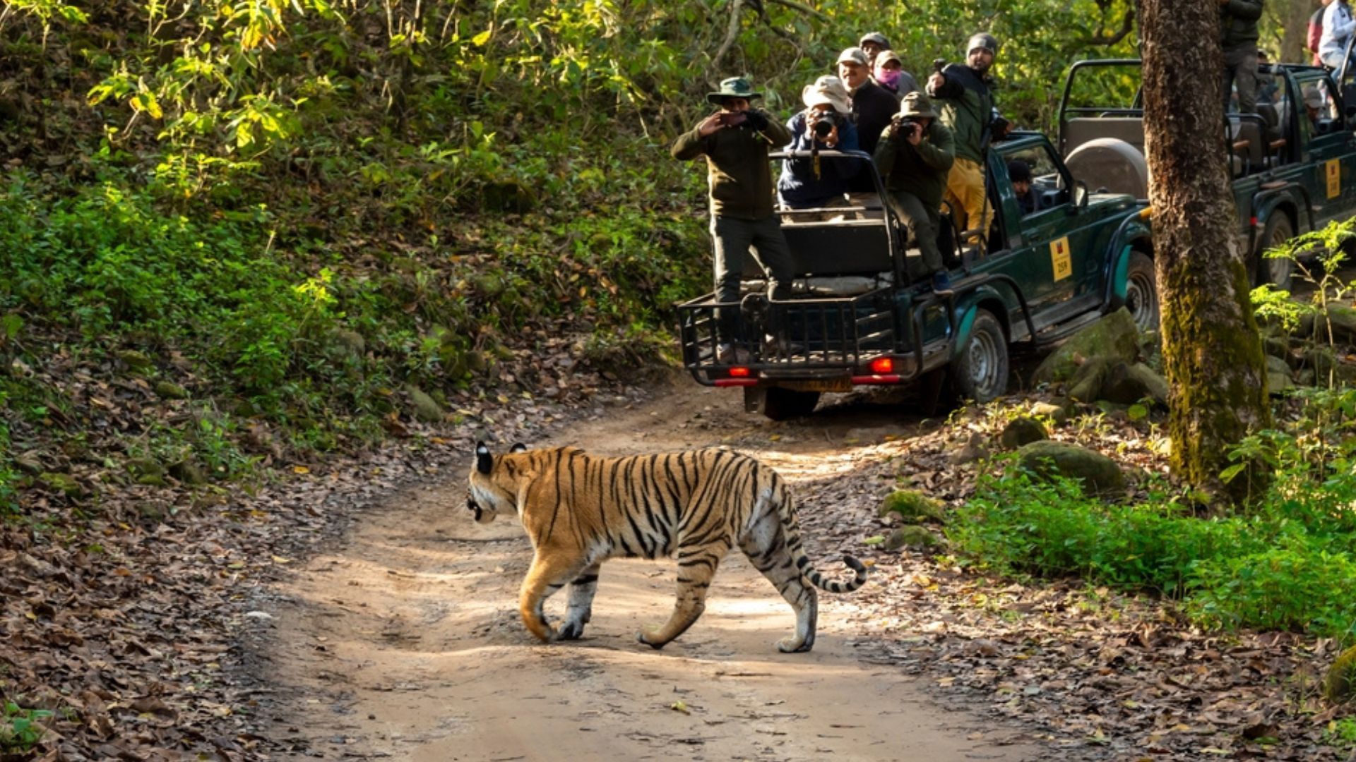 best tiger safari