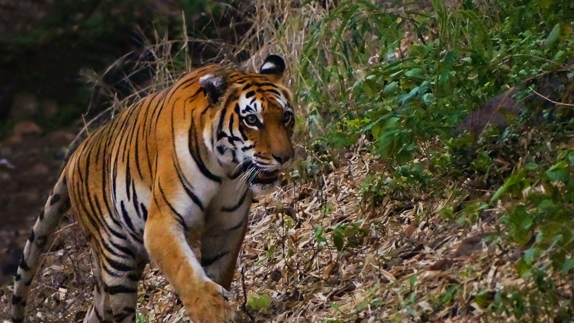 The Van Vihar National Park