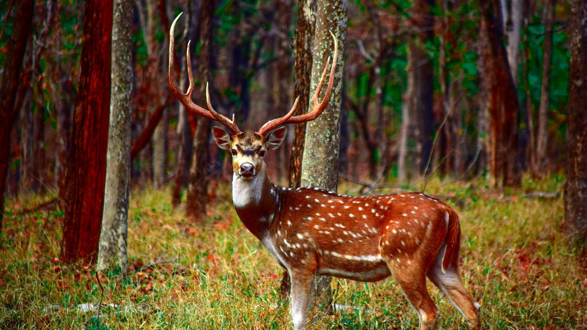 Pench National Park